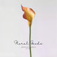 Refined Calla Lily Stem – 21"