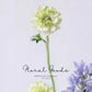 Statement Ranunculus Stem – 18.1"