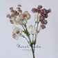 Starry Astrantia Stem – 23.6"