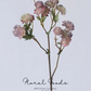 Starry Astrantia Stem – 23.6"