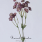 Starry Astrantia Stem – 23.6"