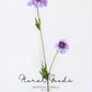 Minimal Scabiosa Stem – 19.7"