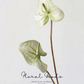 Sculptural Anthurium Stem – 24"