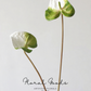Sculptural Anthurium Stem – 24"