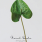 Sculptural Anthurium Stem – 24"