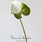 Sculptural Anthurium Stem – 24"