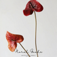 Sculptural Anthurium Stem – 24"