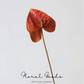 Sculptural Anthurium Stem – 24"