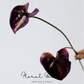 Sculptural Anthurium Stem – 24"