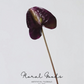 Sculptural Anthurium Stem – 24"
