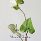 Sculptural Anthurium Stem – 24"