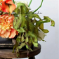 Sculptural Curled Leaf Stem – 27.2"