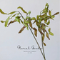 Sculptural Curled Leaf Stem – 27.2"