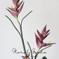 Sculptural Heliconia Stem – 34"