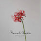 Sculptural Spider Lily Stem – 26"