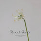 Sculptural Spider Lily Stem – 26"