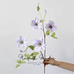 Soft Lavender Clematis Stem – 21.5"