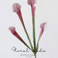Sculptural Pitcher Plant Stem – 18.1"