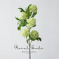 Spring Snowball Viburnum – 31”