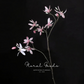 Star Magnolia Branch – 39"