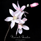 Star Magnolia Branch – 39"