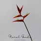 Tropical Heliconia Stem – 32"