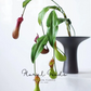 Tropical Pitcher Plant Stem – 29.5"