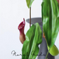 Tropical Pitcher Plant Stem – 29.5"