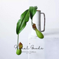 Tropical Pitcher Plant Stem – 29.5"