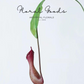 Tropical Pitcher Plant Stem – 29.5"