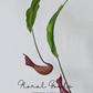 Tropical Pitcher Plant Stem – 29.5"