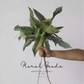 Tropical Fern Stem – 26"