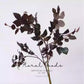 Wild Burgundy Rose Leaf Branch