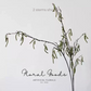 Wild Catkin Branch – 44.5"