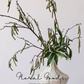 Wild Catkin Branch – 44.5"