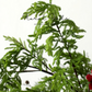 Wild Cypress Greenery Branch – 39.4"