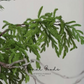 Wild Cypress Greenery Branch – 39.4"