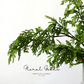 Wild Cypress Greenery Branch – 39.4"
