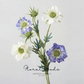 Wild Scabiosa Stem – 27.5"