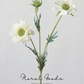 Wild Scabiosa Stem – 27.5"