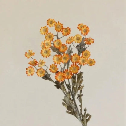 Autumn Daisy Spray – 21"