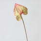 Sculptural Anthurium Stem – 24"