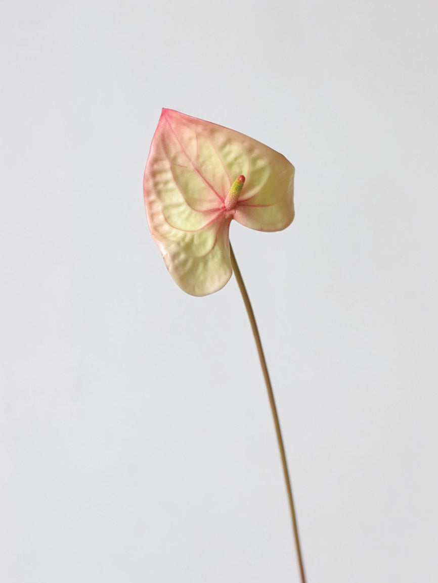 Sculptural Anthurium Stem – 24"