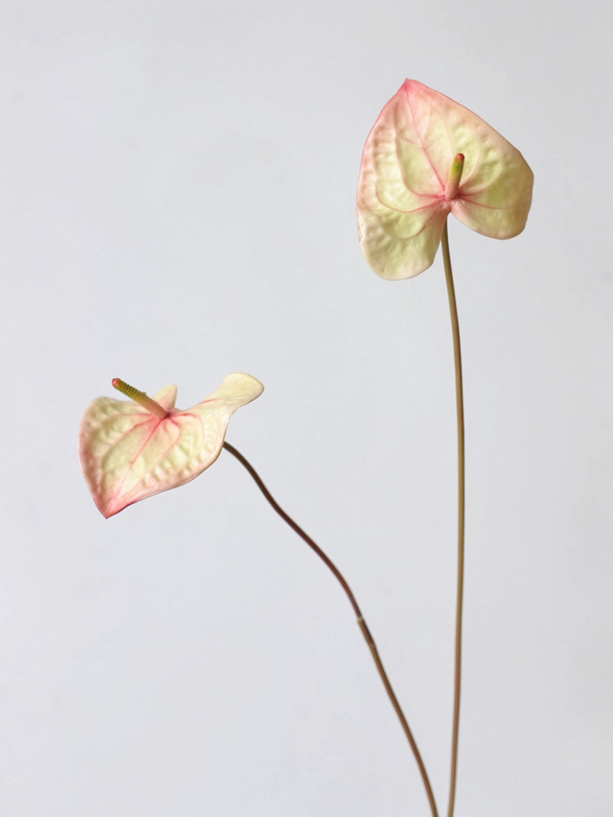 Sculptural Anthurium Stem – 24"