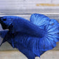 Betta Giant