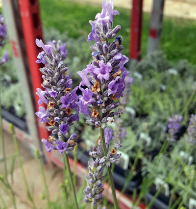 Premium French Provence Lavender Plant Fresh Dried Flowers Bundle