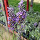 Planta viva de lavanda de la Provenza francesa, hierba aromática en maceta de 2,5 cuartos de galón