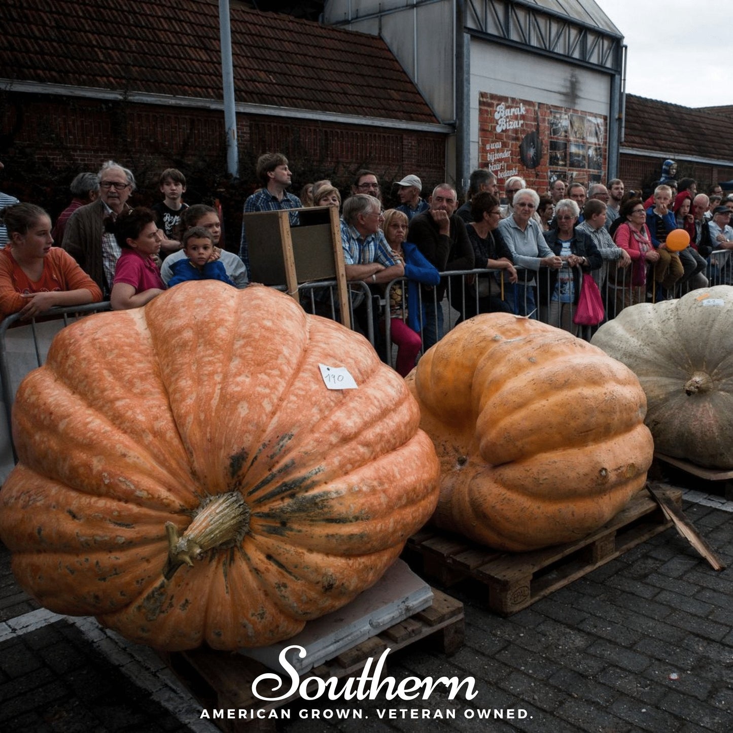 Dills Atlantic Giant Pumpkin – 5 Seeds