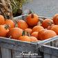 Small Sugar Pumpkin – 15 Seeds
