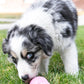 Puppy KONG Treat-Stuffing Chew Dog Toy